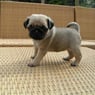 doggie94