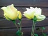 Mauricer38