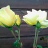 Mauricer38