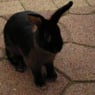 bunny53