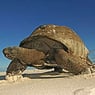 Mrschildpad