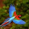 straatvogel
