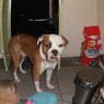 bennol