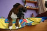 anke78