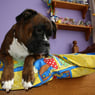 anke78