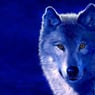wolf2009