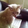 hissingsid