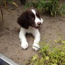 Mrsbodie