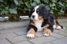 Hennie3