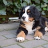 Hennie3