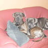 lelie2010