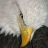eagle752