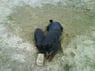tinus3