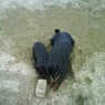 tinus3