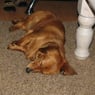 roxy2011