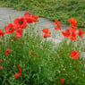bloemetje25