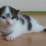 kattekopje