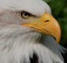 whiteeagle