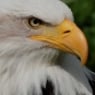 whiteeagle