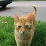 tossie