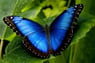 blauwsmaragd