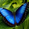 blauwsmaragd