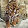 Thaikitty