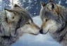 Wolfheart