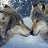 Wolfheart