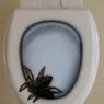 Corry20