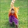 funny82