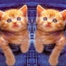 pruggel