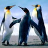 richard10
