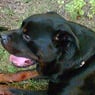 rottweiler20