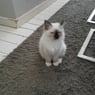 Simba323