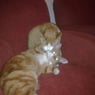 gupie2010