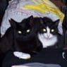 ledlampje
