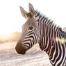 MiSsZebra