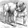 AMbulldog