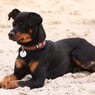 rotweiller