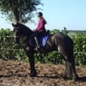 ilsa2004