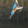 ijsvogel