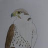 joerdi