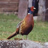 gelukgelukje