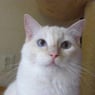 ragdoll
