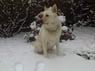 dogui