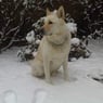 dogui
