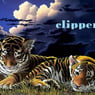 clipper6