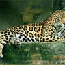 MrRemy1990