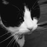 gizmoke